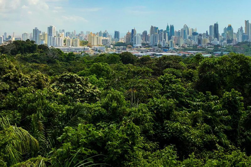 City forest landscape