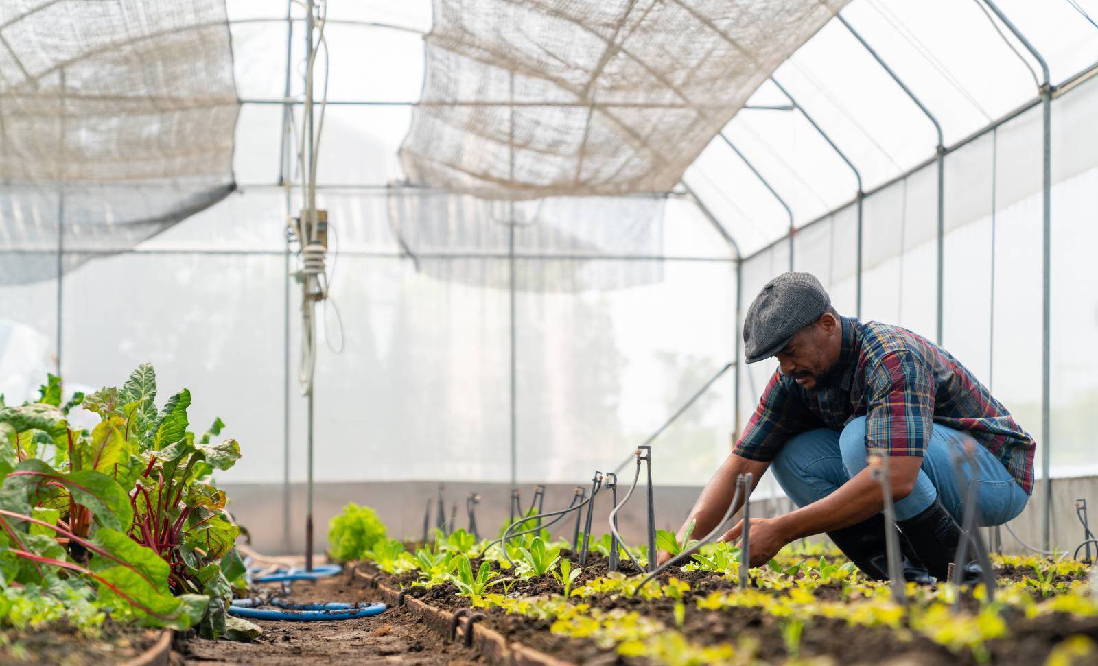 Farm plants green
