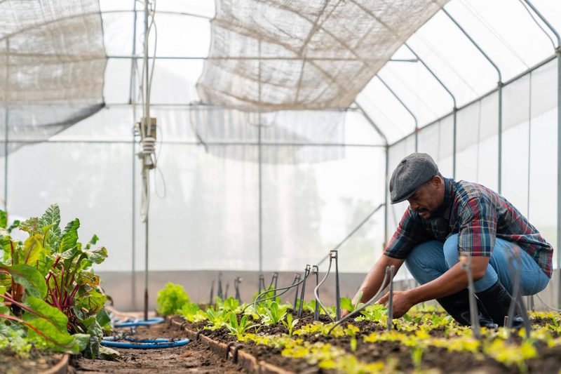 Farm plants green