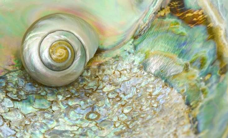 Shell lostmountainstudio sstock 0 735x445
