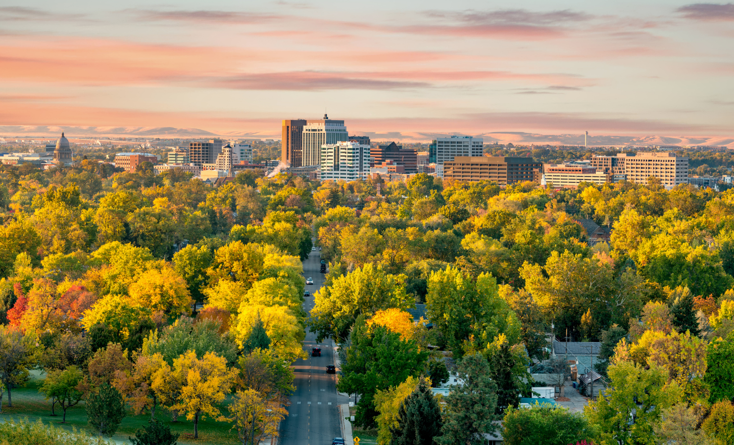 City trees